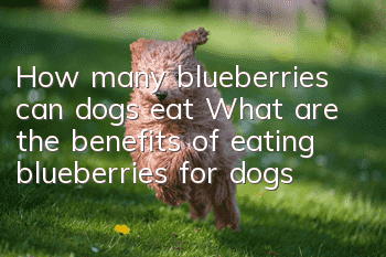 How many blueberries can dogs eat? What are the benefits of eating blueberries for dogs?