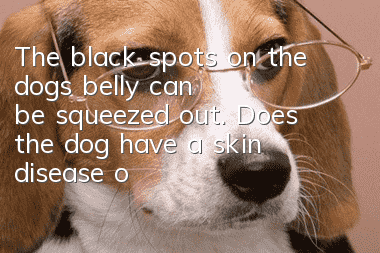 The black spots on the dog's belly can be squeezed out. Does the dog have a skin disease or a parasite?