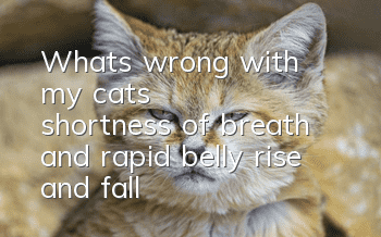 What's wrong with my cat's shortness of breath and rapid belly rise and fall?