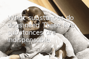 What substances do dogs need? These five substances are indispensable.