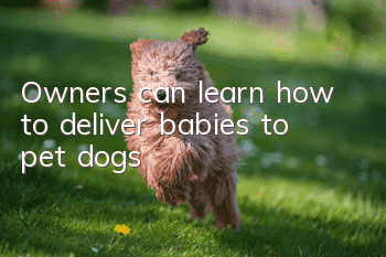 Owners can learn how to deliver babies to pet dogs