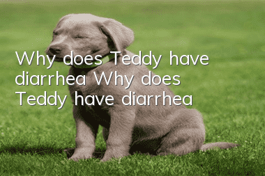 Why does Teddy have diarrhea? Why does Teddy have diarrhea?