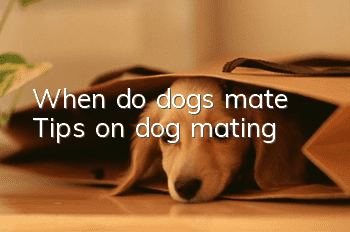 When do dogs mate? Tips on dog mating