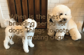 When is the best breeding period for dogs? Things to note when mating dogs