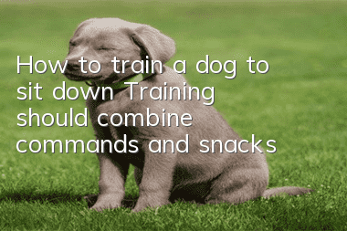 How to train a dog to sit down? Training should combine commands and snacks