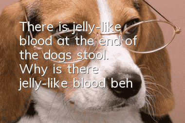 There is jelly-like blood at the end of the dog's stool. Why is there jelly-like blood behind the dog's stool?