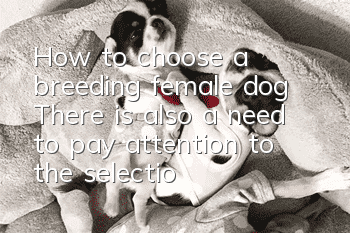 How to choose a breeding female dog? There is also a need to pay attention to the selection of female dogs