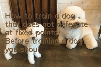 How to train a dog that does not defecate at fixed points. Before training a dog, you should observe the dog’s excretion habits.