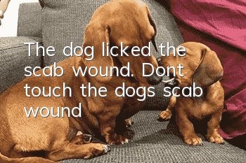 The dog licked the scab wound. Don’t touch the dog’s scab wound!