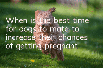 When is the best time for dogs to mate to increase their chances of getting pregnant?