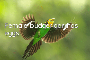 Female budgerigar has eggs