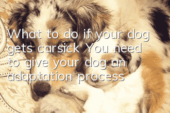 What to do if your dog gets carsick? You need to give your dog an adaptation process