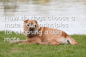 How do dogs choose a mate? Four principles for choosing a dog mate