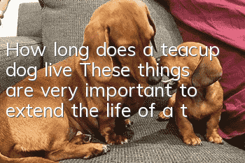 How long does a teacup dog live? These things are very important to extend the life of a teacup dog!