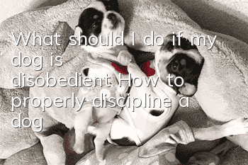 What should I do if my dog is disobedient? How to properly discipline a dog?