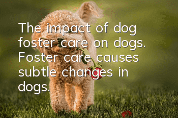 The impact of dog foster care on dogs. Foster care causes subtle changes in dogs.