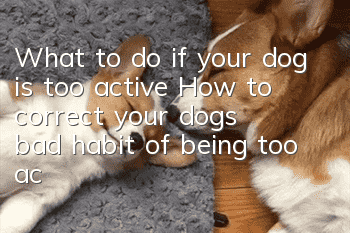 What to do if your dog is too active? How to correct your dog’s bad habit of being too active?