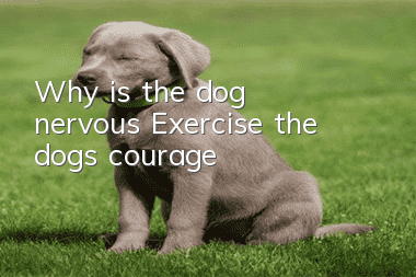 Why is the dog nervous? Exercise the dog’s courage