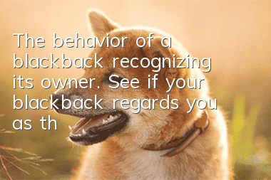 The behavior of a blackback recognizing its owner. See if your blackback regards you as the master or as a shovel.
