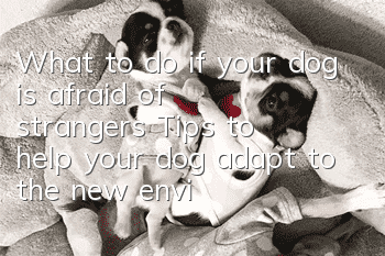 What to do if your dog is afraid of strangers? Tips to help your dog adapt to the new environment