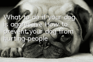What to do if your dog is aggressive? How to prevent your dog from hurting people?