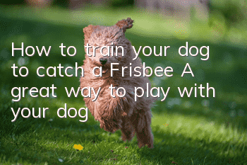 How to train your dog to catch a Frisbee A great way to play with your dog