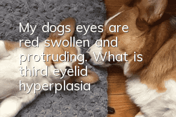 My dog’s eyes are red, swollen and protruding. What is third eyelid hyperplasia?