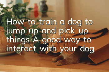 How to train a dog to jump up and pick up things? A good way to interact with your dog