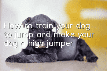 How to train your dog to jump and make your dog a high jumper