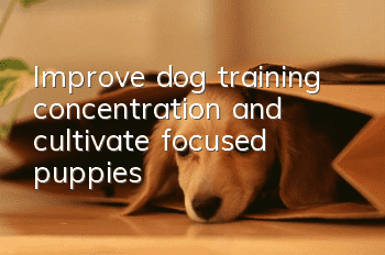 Improve dog training concentration and cultivate focused puppies