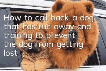 How to call back a dog that has run away and training to prevent the dog from getting lost