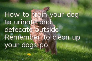 How to train your dog to urinate and defecate outside? Remember to clean up your dog’s poop