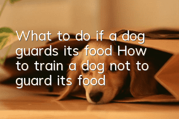 What to do if a dog guards its food? How to train a dog not to guard its food?