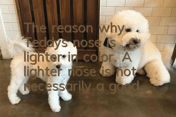 The reason why Teddy’s nose is lighter in color. A lighter nose is not necessarily a good thing!