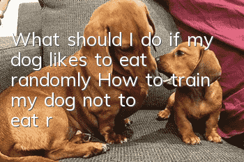 What should I do if my dog likes to eat randomly? How to train my dog not to eat randomly?