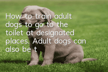 How to train adult dogs to go to the toilet at designated places. Adult dogs can also be trained.