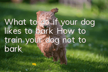What to do if your dog likes to bark? How to train your dog not to bark?