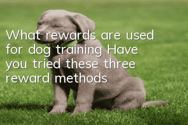 What rewards are used for dog training? Have you tried these three reward methods?