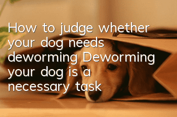 How to judge whether your dog needs deworming? Deworming your dog is a necessary task!