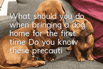 What should you do when bringing a dog home for the first time? Do you know these precautions?