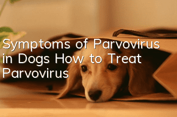 Symptoms of Parvovirus in Dogs How to Treat Parvovirus