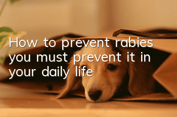 How to prevent rabies, you must prevent it in your daily life