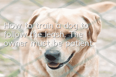 How to train a dog to follow the leash. The owner must be patient.