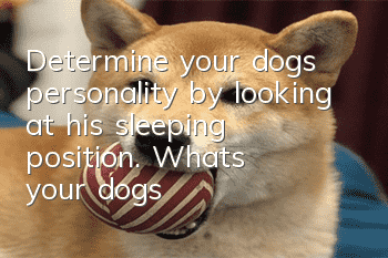 Determine your dog’s personality by looking at his sleeping position. What’s your dog’s personality?