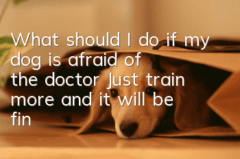 What should I do if my dog is afraid of the doctor? Just train more and it will be fine