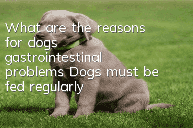 What are the reasons for dogs’ gastrointestinal problems? Dogs must be fed regularly