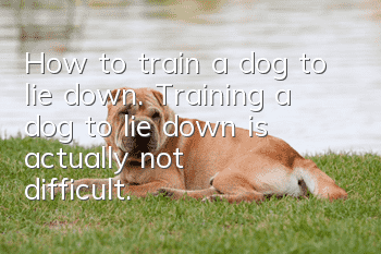 How to train a dog to lie down. Training a dog to lie down is actually not difficult.
