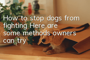 How to stop dogs from fighting? Here are some methods owners can try