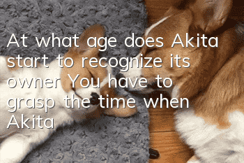 At what age does Akita start to recognize its owner? You have to grasp the time when Akita recognizes its owner.