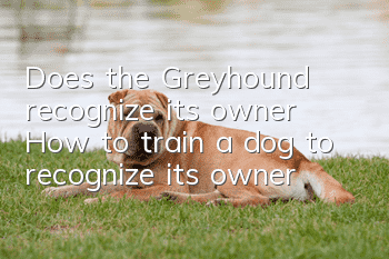 Does the Greyhound recognize its owner? How to train a dog to recognize its owner?